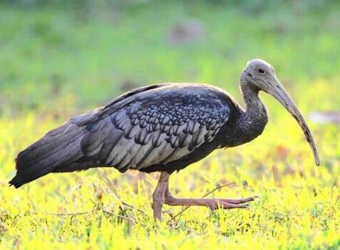 Tror Yorng: The National Bird of Cambodia Tror Yorng: The National Bird of Cambodia