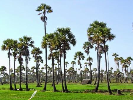 Palm Tree (Borassus flabellifer): The National Tree of Cambodia Palm Tree (Borassus flabellifer): The National Tree of Cambodia