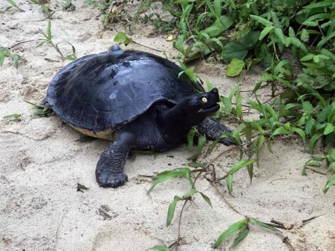 Royal Turtle: The National Reptile of Cambodia Royal Turtle: The National Reptile of Cambodia