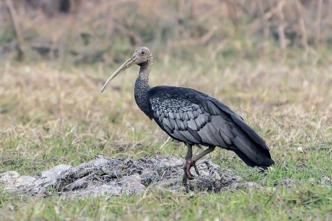 Tror Yorng: The National Bird of Cambodia Tror Yorng: The National Bird of Cambodia