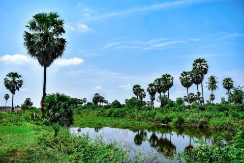 Palm Tree (Borassus flabellifer) by Channal Sean: National Tree of Cambodia Palm Tree (Borassus flabellifer) by Channal Sean: National Tree of Cambodia